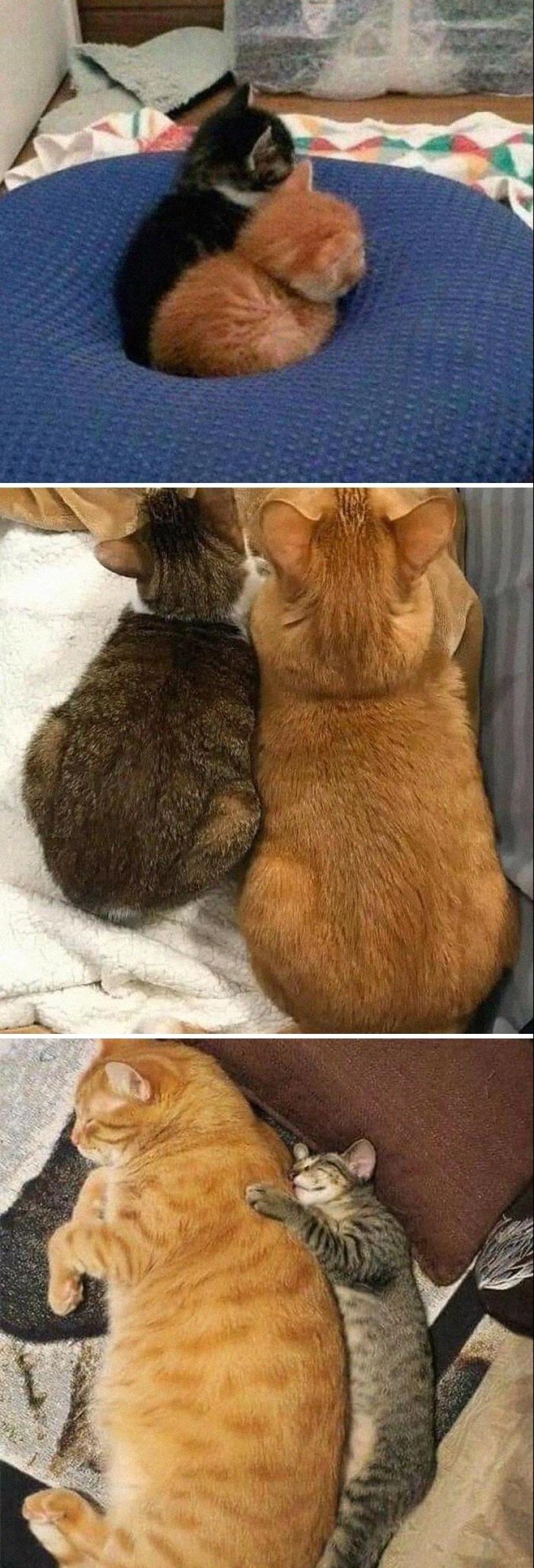 35 funny animal photos. For those who need a cure for negativity