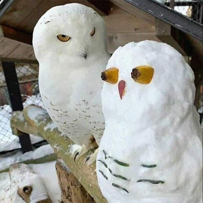 35 funny animal photos. For those who need a cure for negativity