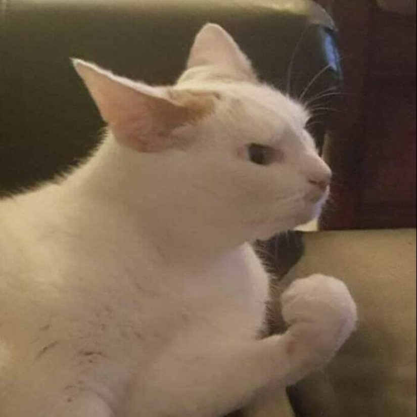 35 funny animal photos. For those who need a cure for negativity