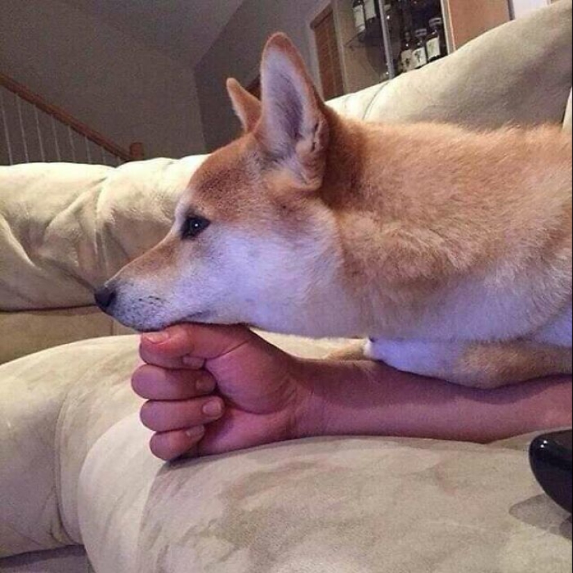 35 funny animal photos. For those who need a cure for negativity