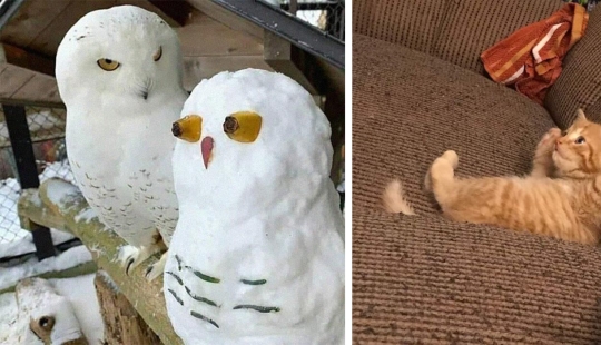 35 funny animal photos. For those who need a cure for negativity