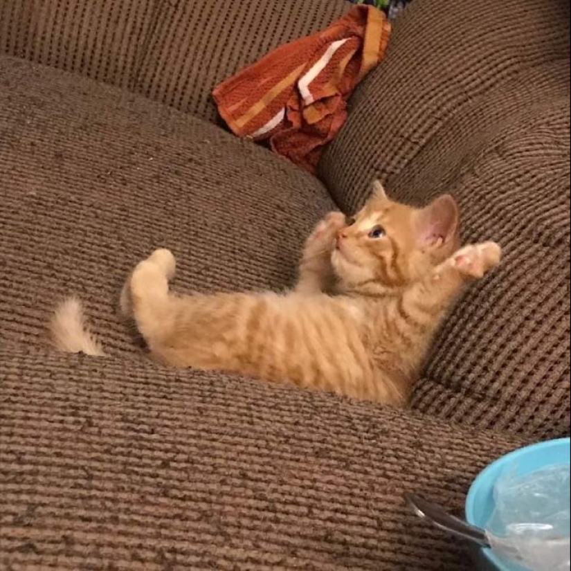 35 funny animal photos. For those who need a cure for negativity