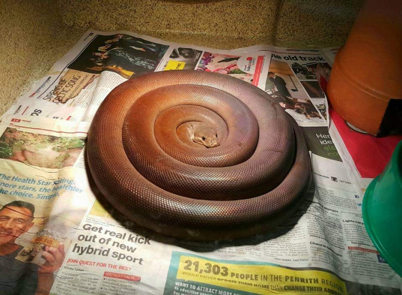 35 items, the ideality of which is off the scale 35 items, the ideality of which is off the scale