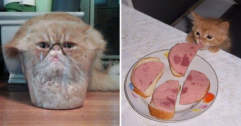 35 photos of such funny cats and their hilarious antics
