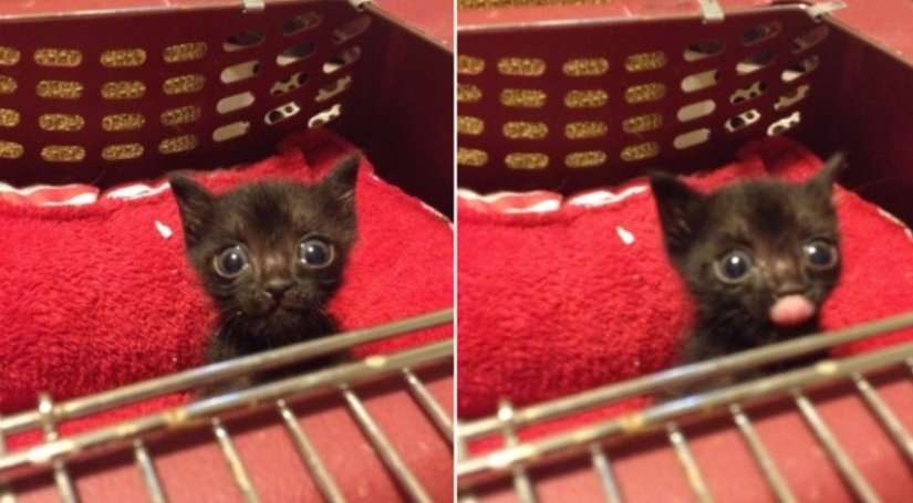 35 photos of such funny cats and their hilarious antics