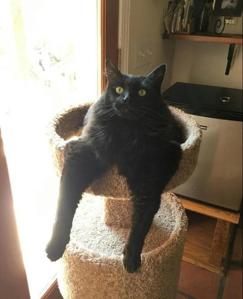 35 photos of such funny cats and their hilarious antics