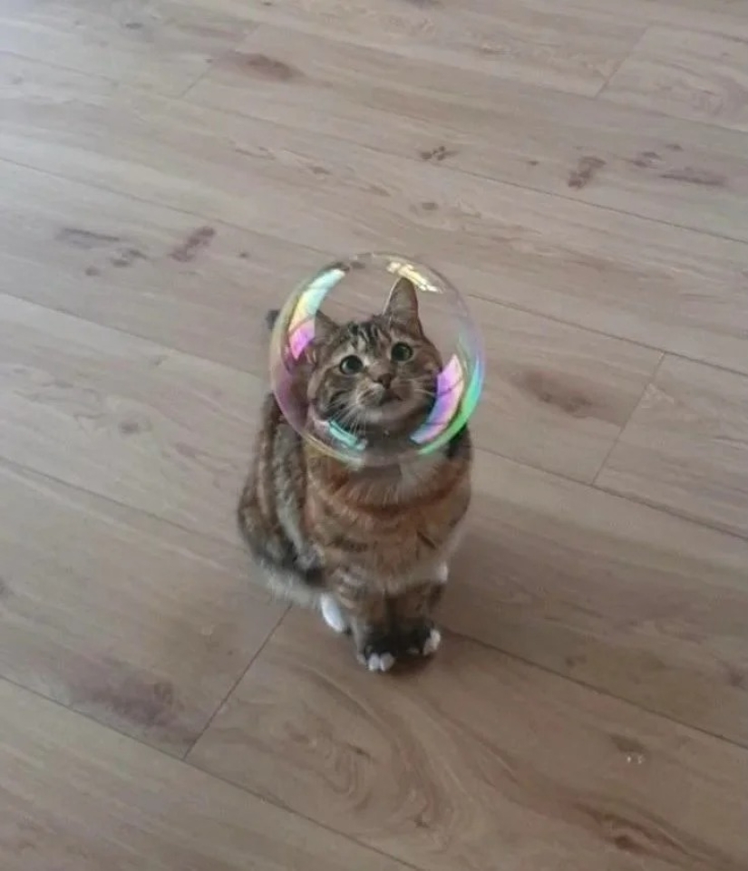 35 photos of such funny cats and their hilarious antics