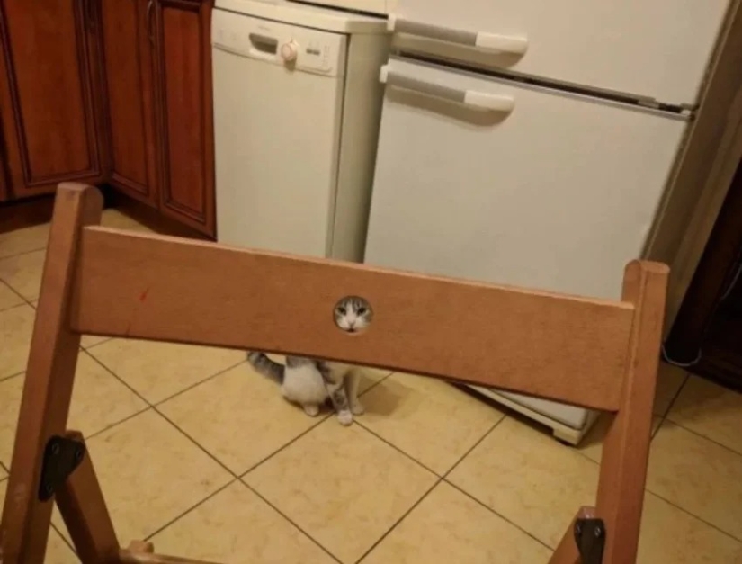 35 photos of such funny cats and their hilarious antics