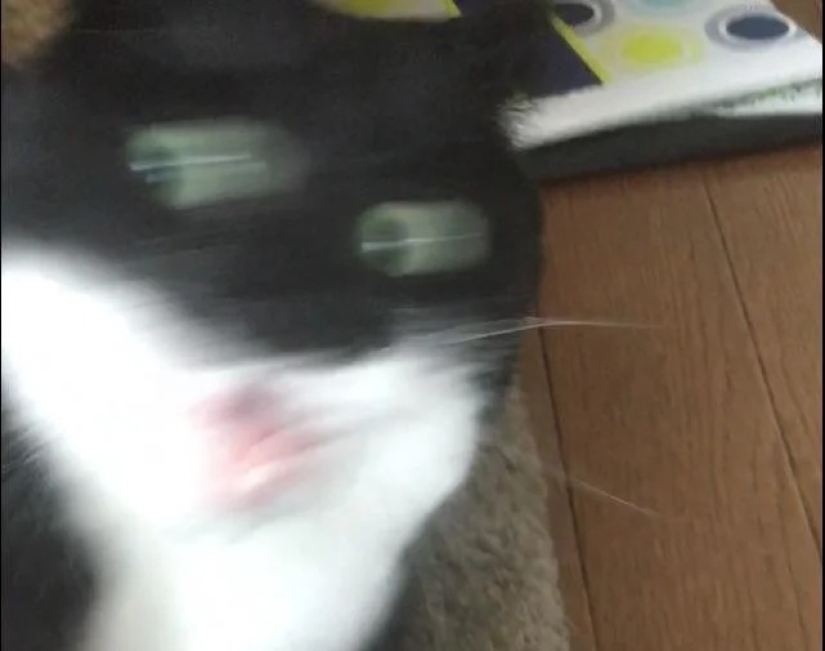 35 photos of such funny cats and their hilarious antics