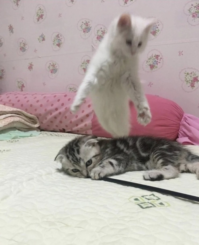 35 photos of such funny cats and their hilarious antics