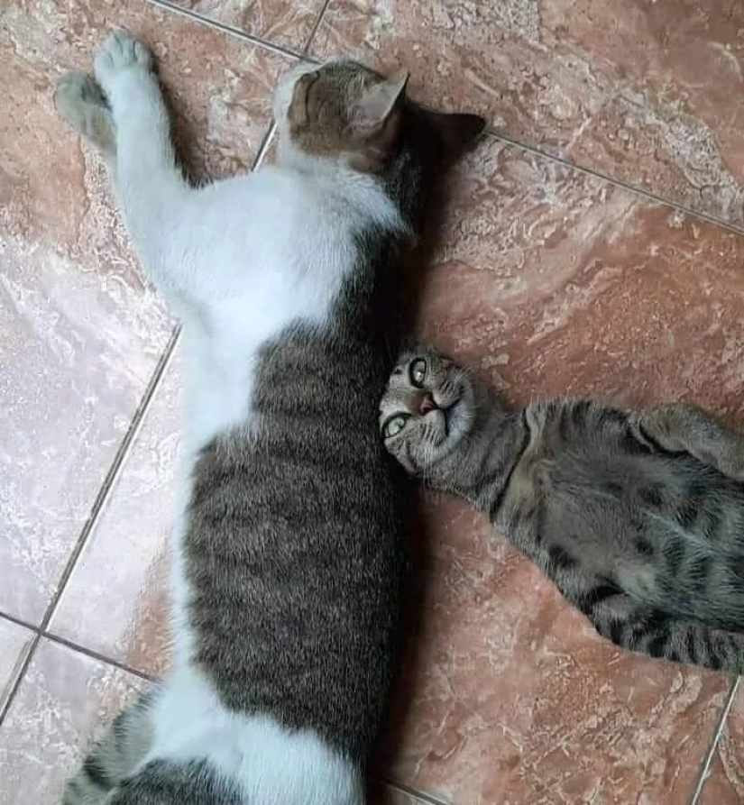 35 photos of such funny cats and their hilarious antics