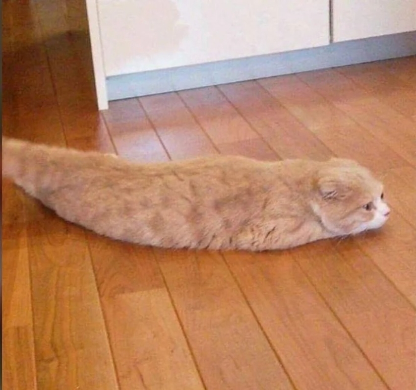 35 photos of such funny cats and their hilarious antics