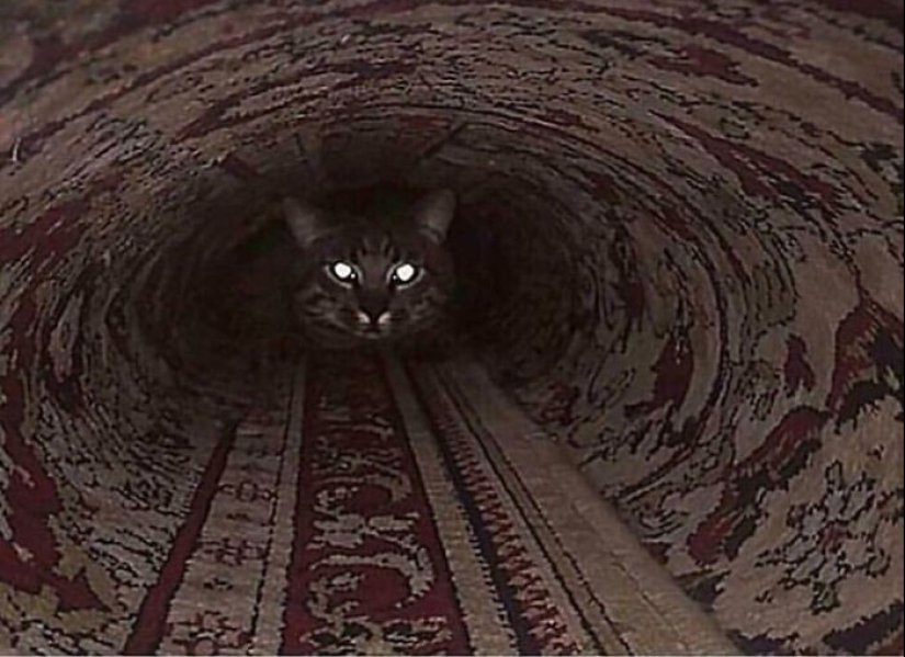 35 photos where you can see something completely different from what is depicted 35 photos where you can see something completely different from what is depicted