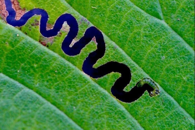 35 photos where you can see something completely different from what is depicted 35 photos where you can see something completely different from what is depicted