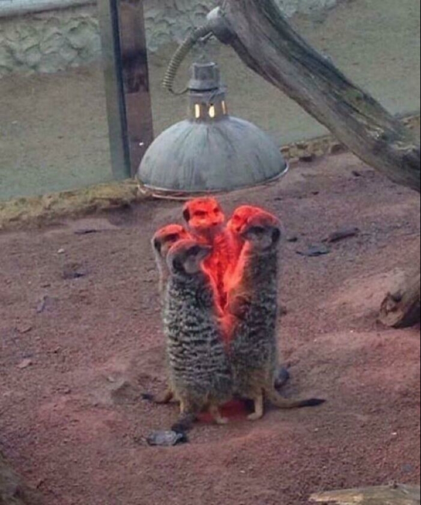 35 photos where you can see something completely different from what is depicted 35 photos where you can see something completely different from what is depicted