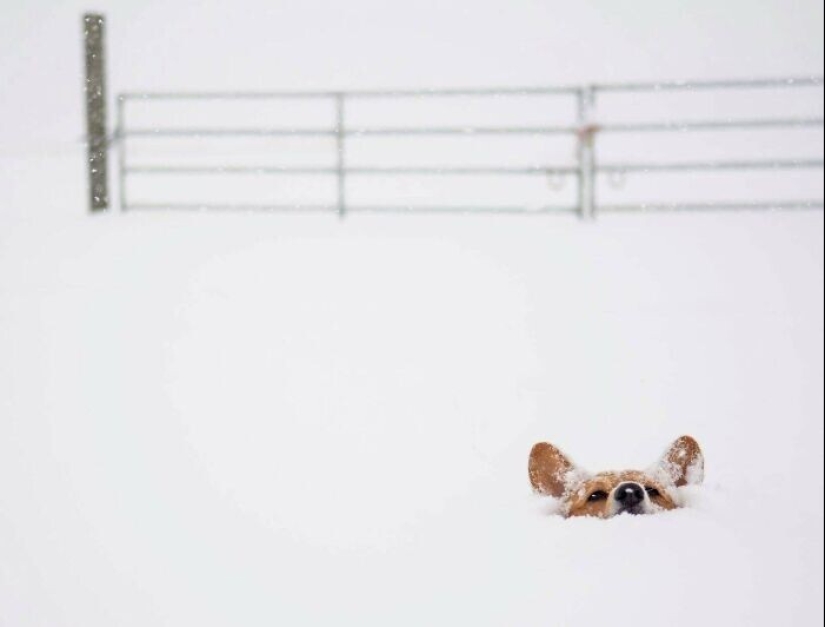 35 photos where you can see something completely different from what is depicted 35 photos where you can see something completely different from what is depicted