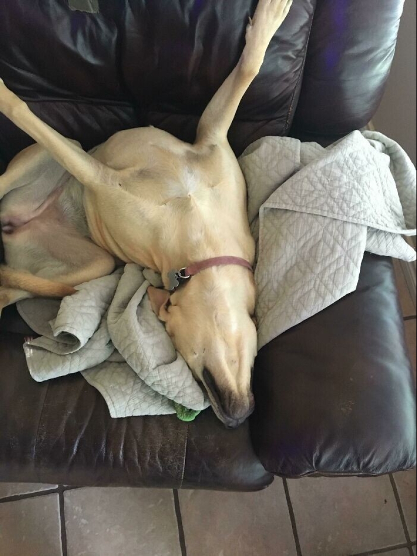 35 photos where you can see something completely different from what is depicted 35 photos where you can see something completely different from what is depicted