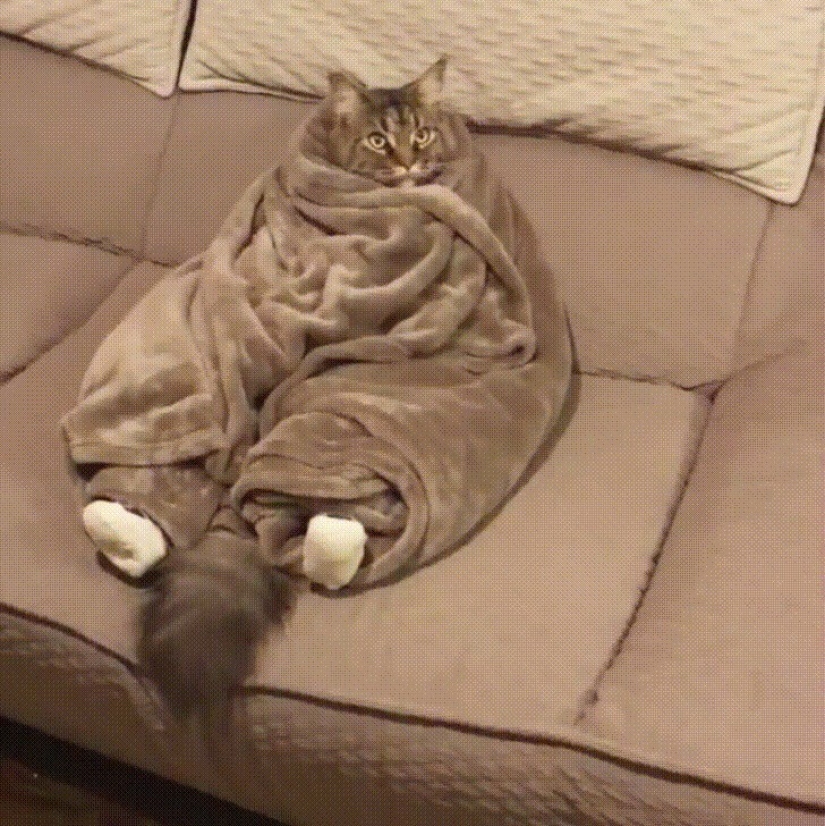 35 photos where you can see something completely different from what is depicted 35 photos where you can see something completely different from what is depicted