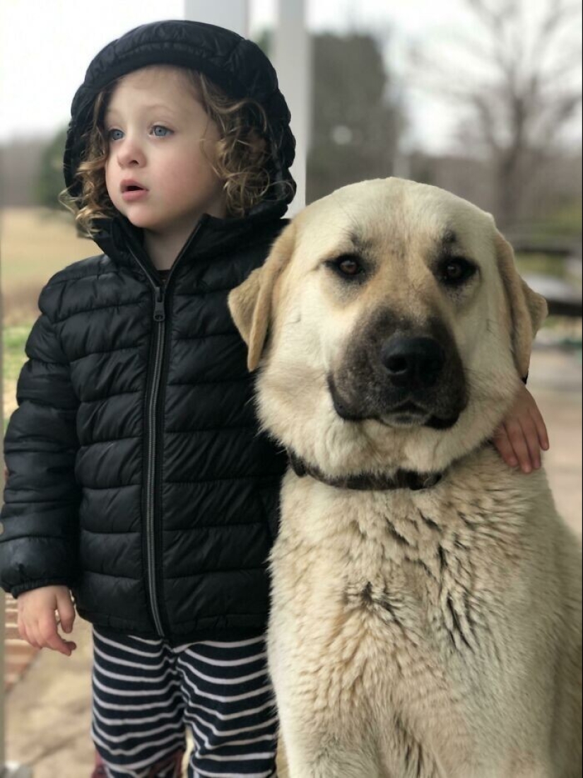 35 pruebas conmovedoras de que un perro es el mejor amigo de un niño