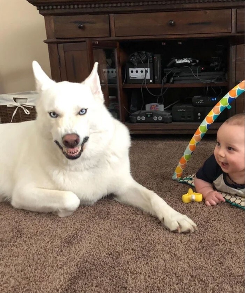 35 pruebas conmovedoras de que un perro es el mejor amigo de un niño