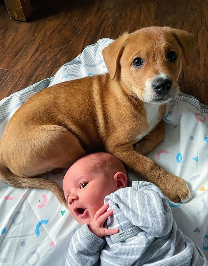 35 pruebas conmovedoras de que un perro es el mejor amigo de un niño