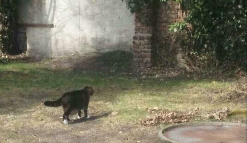 36 veces cuando ella sólo quería tomar una foto, pero resultó una pintura del Renacimiento 36 veces cuando ella sólo quería tomar una foto, pero resultó una pintura del Renacimiento