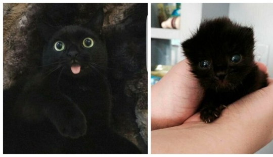 40 charming photos of evidence that black cats need not fear