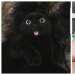 40 charming photos of evidence that black cats need not fear