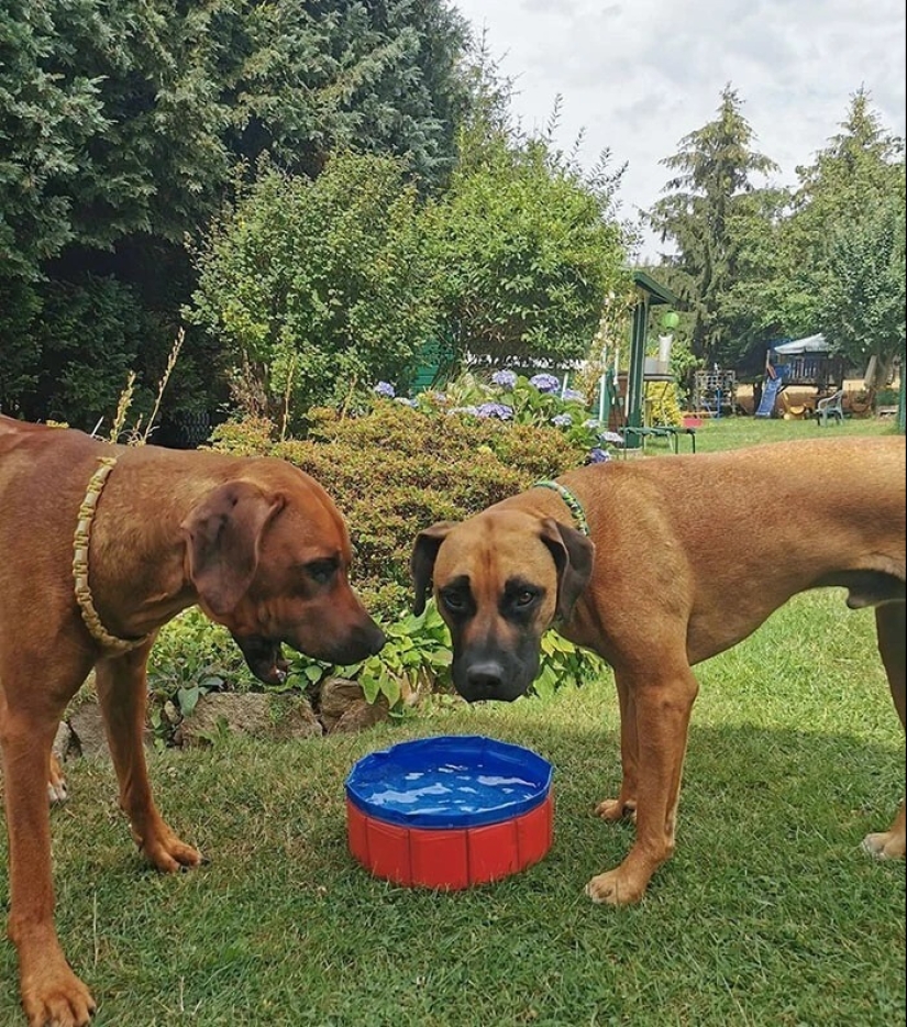 40 ejemplos de cómo engañar descaradamente a los clientes en Internet 40 ejemplos de cómo engañar descaradamente a los clientes en Internet