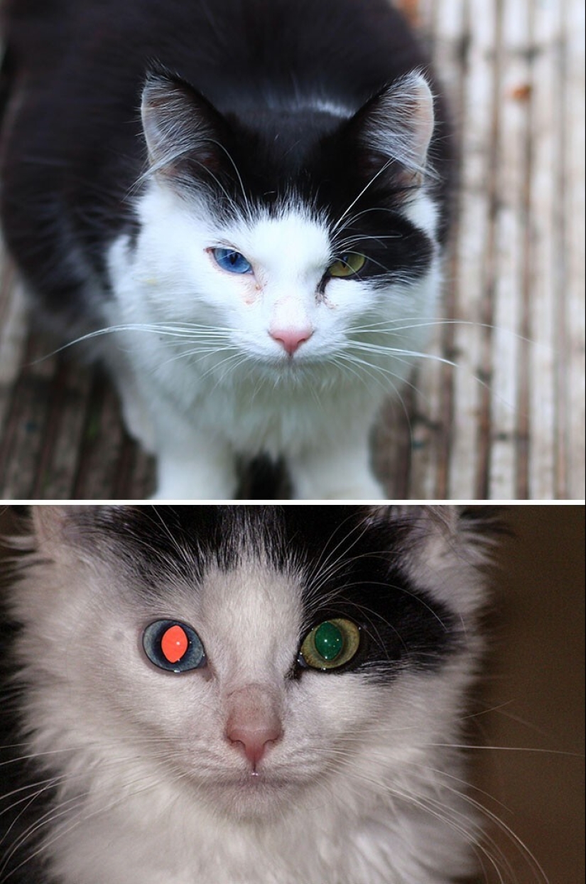 40 entertaining photo comparisons that open up a new view of the world