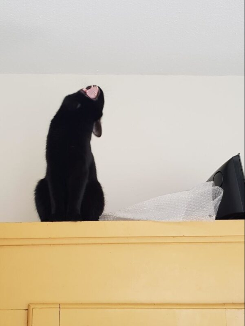 40 gatos increíblemente dramáticos que por alguna razón todavía no tienen un Oscar