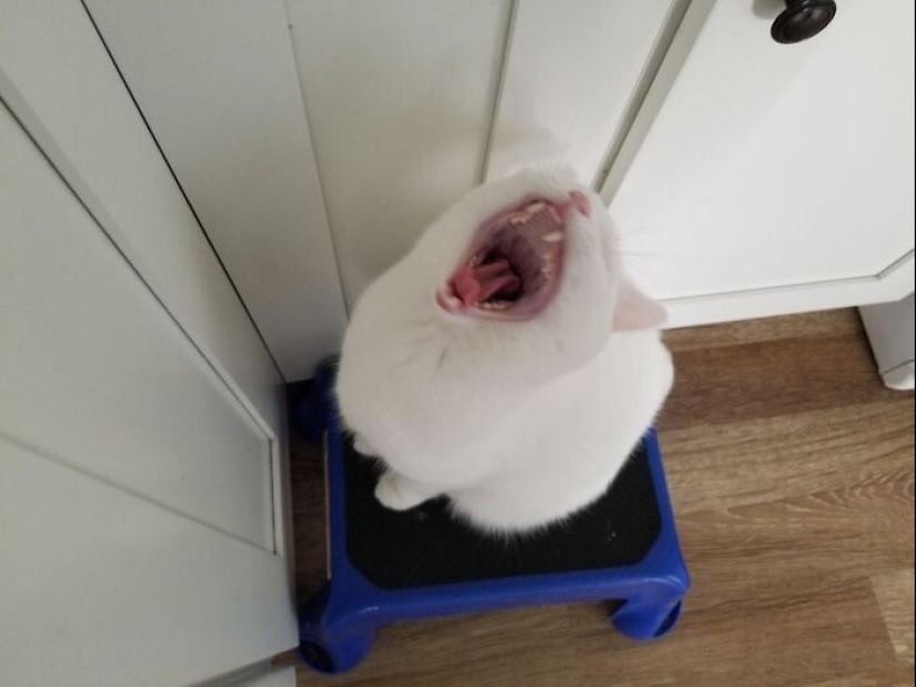 40 gatos increíblemente dramáticos que por alguna razón todavía no tienen un Oscar