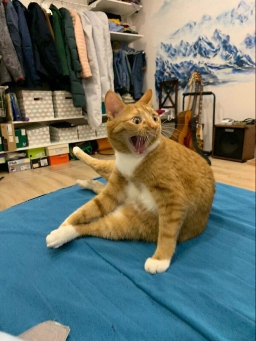 40 gatos increíblemente dramáticos que por alguna razón todavía no tienen un Oscar