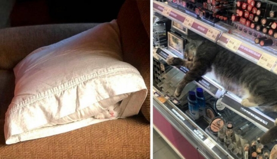 40 photos proving that cats can sleep anywhere
