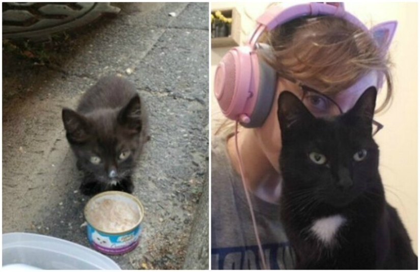 40 tocar fotos de animales en el estilo de "entonces y ahora" 40 tocar fotos de animales en el estilo de "entonces y ahora"