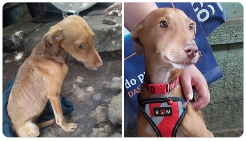 40 tocar fotos de animales en el estilo de "entonces y ahora" 40 tocar fotos de animales en el estilo de "entonces y ahora"