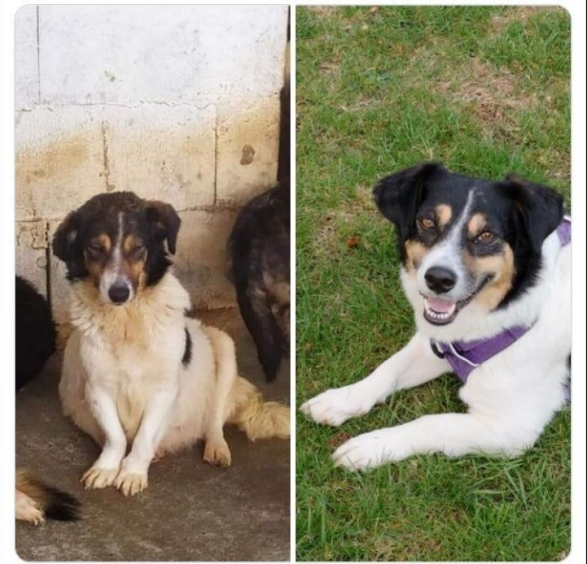 40 tocar fotos de animales en el estilo de "entonces y ahora" 40 tocar fotos de animales en el estilo de "entonces y ahora"