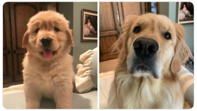 40 tocar fotos de animales en el estilo de "entonces y ahora" 40 tocar fotos de animales en el estilo de "entonces y ahora"