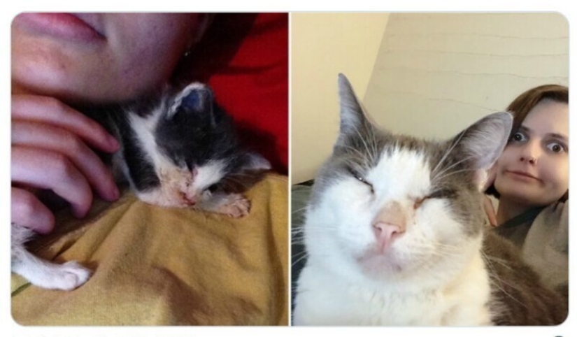 40 tocar fotos de animales en el estilo de "entonces y ahora" 40 tocar fotos de animales en el estilo de "entonces y ahora"