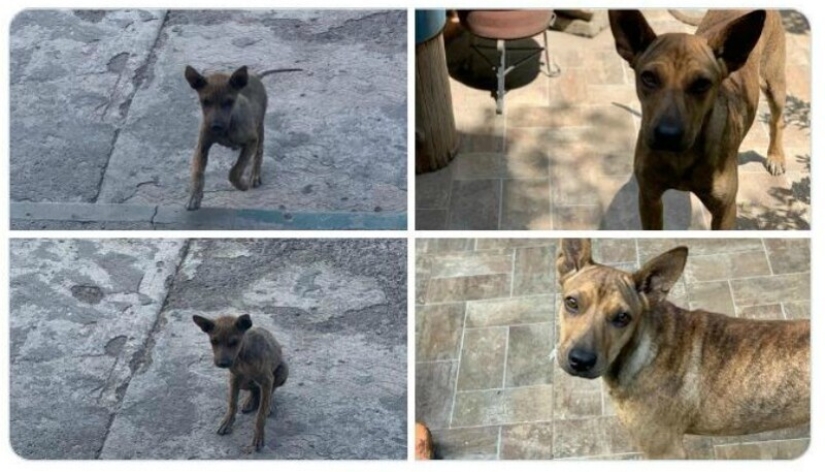 40 tocar fotos de animales en el estilo de "entonces y ahora" 40 tocar fotos de animales en el estilo de "entonces y ahora"