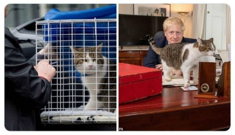 40 tocar fotos de animales en el estilo de "entonces y ahora" 40 tocar fotos de animales en el estilo de "entonces y ahora"