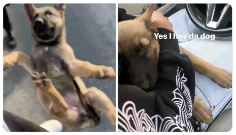 40 tocar fotos de animales en el estilo de "entonces y ahora" 40 tocar fotos de animales en el estilo de "entonces y ahora"