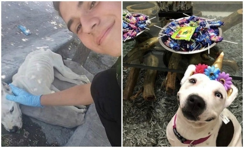 40 tocar fotos de animales en el estilo de "entonces y ahora" 40 tocar fotos de animales en el estilo de "entonces y ahora"