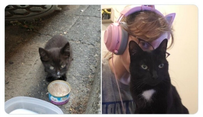 40 tocar fotos de animales en el estilo de "entonces y ahora" 40 tocar fotos de animales en el estilo de "entonces y ahora"