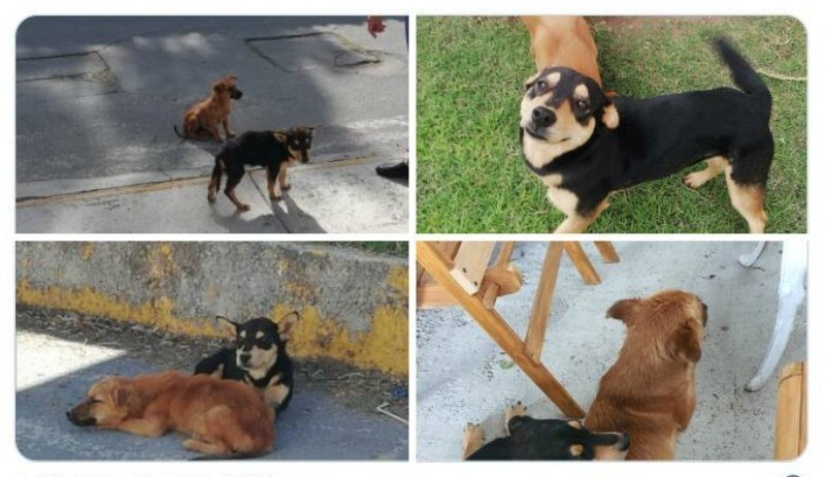 40 tocar fotos de animales en el estilo de "entonces y ahora" 40 tocar fotos de animales en el estilo de "entonces y ahora"