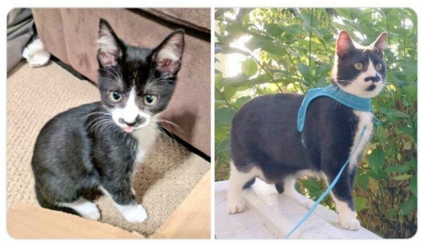 40 tocar fotos de animales en el estilo de "entonces y ahora" 40 tocar fotos de animales en el estilo de "entonces y ahora"