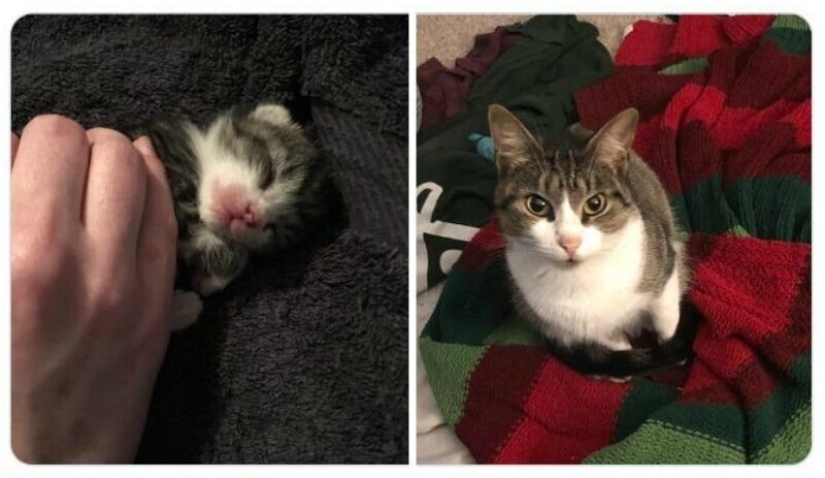 40 tocar fotos de animales en el estilo de "entonces y ahora" 40 tocar fotos de animales en el estilo de "entonces y ahora"