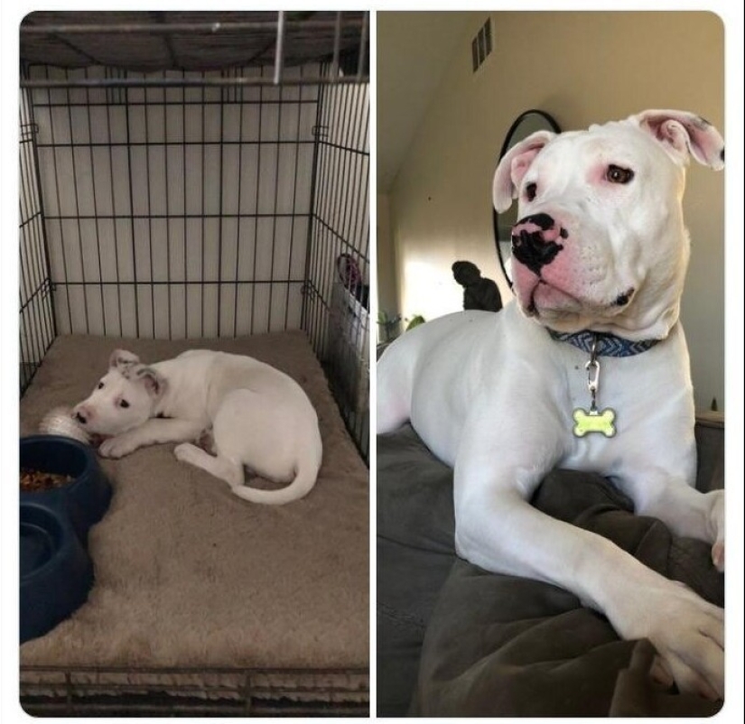 40 tocar fotos de animales en el estilo de "entonces y ahora" 40 tocar fotos de animales en el estilo de "entonces y ahora"