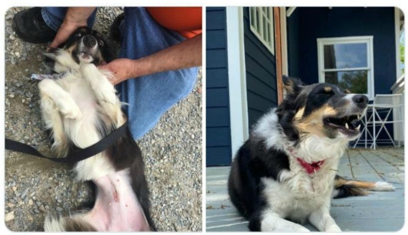 40 tocar fotos de animales en el estilo de "entonces y ahora" 40 tocar fotos de animales en el estilo de "entonces y ahora"