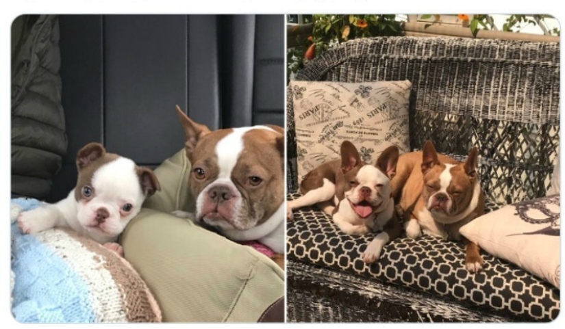 40 tocar fotos de animales en el estilo de "entonces y ahora" 40 tocar fotos de animales en el estilo de "entonces y ahora"